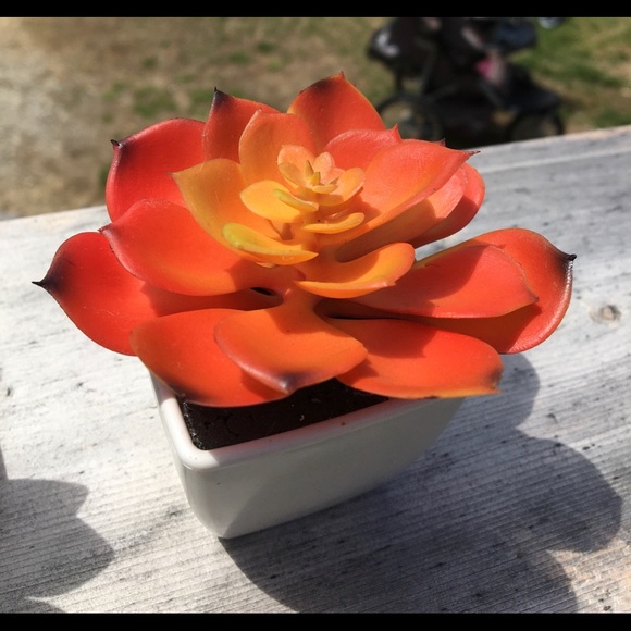 Decorative Potted Succulents - Picture 5 of 6